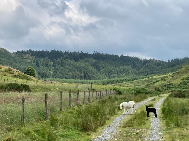 A road with two goats, one white and one black