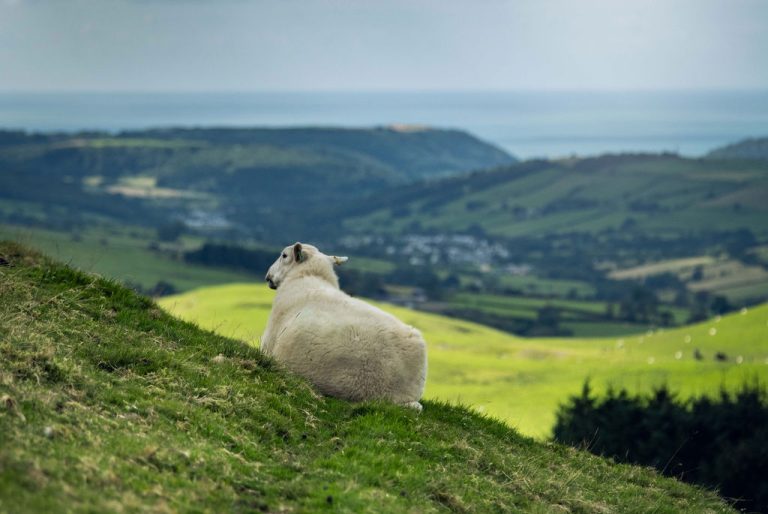 A portrait photo of a white goat in the mountain
