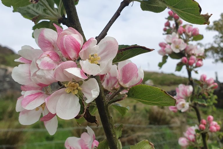 White and pink flowers